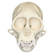 Replica Squirrel Monkey Skull