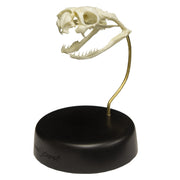 Replica Black Mamba Skull
