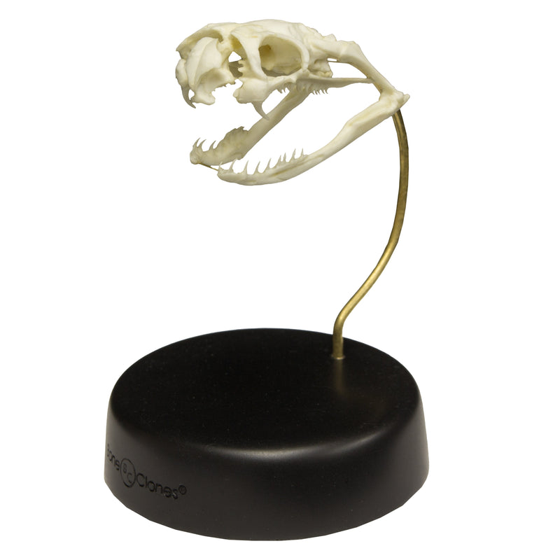Replica Black Mamba Skull