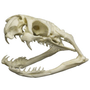 Replica Black Mamba Skull