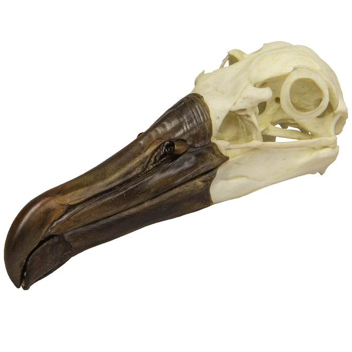 Replica Black-footed Albatross Skull