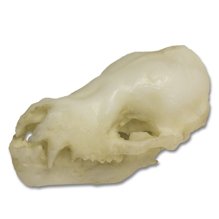 Replica Cave Myotis Bat Skull