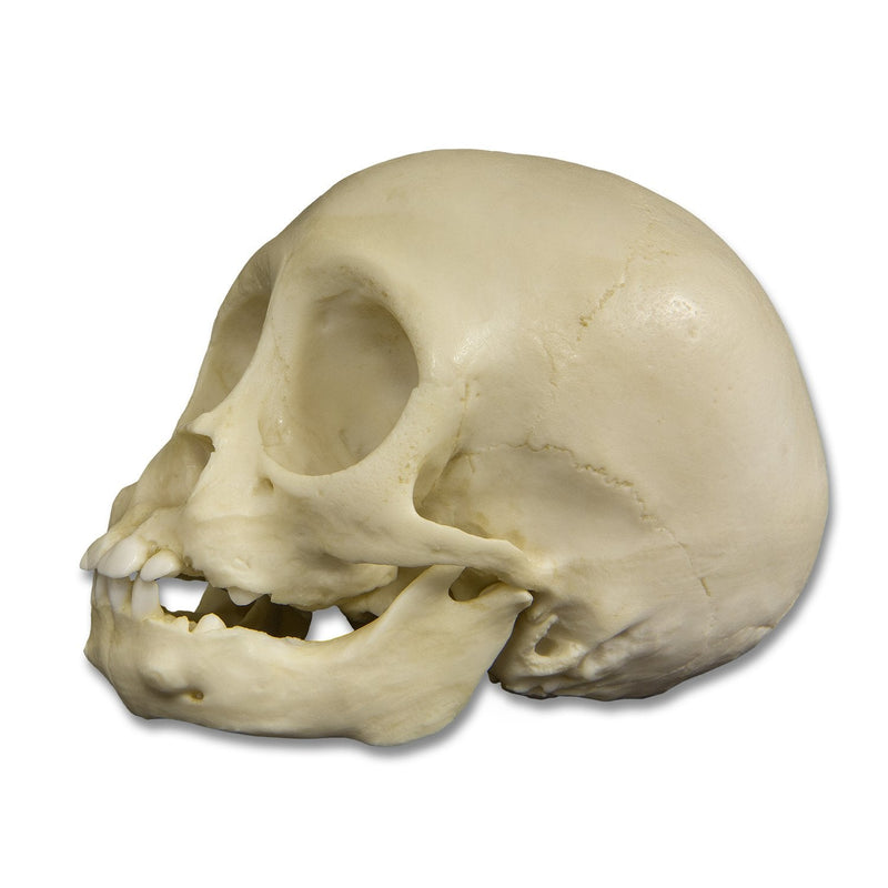 Replica Infant Lowland Gorilla Skull- 6 Months Old