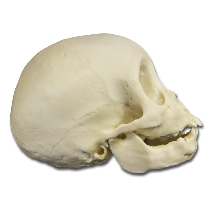 Replica Infant Lowland Gorilla Skull- 6 Months Old