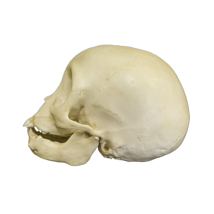 Replica Infant Lowland Gorilla Skull- 6 Months Old