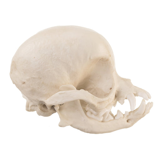 Replica Apple Head Chihuahua Skull