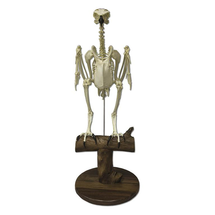 Replica Golden Eagle Skeleton