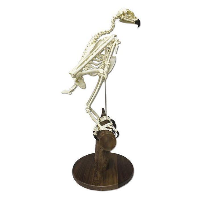 Replica Golden Eagle Skeleton