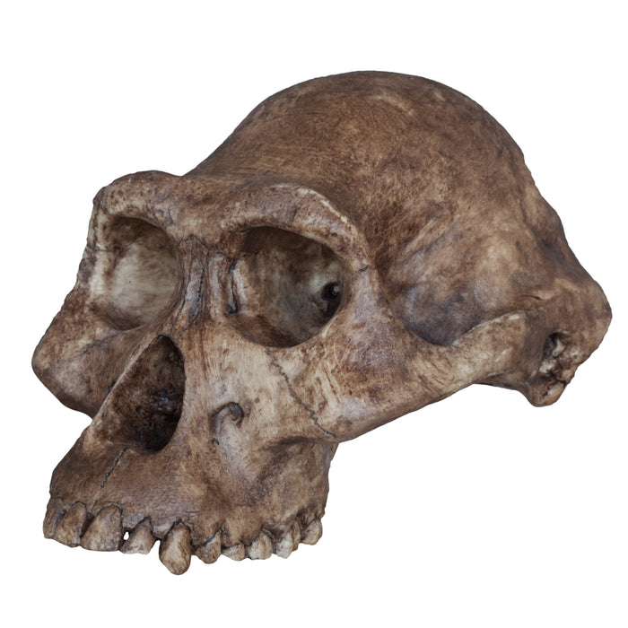 Australopithecus afarensis (Economy Cranium)