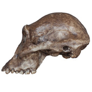 Australopithecus afarensis (Economy Cranium)