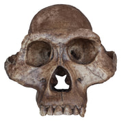 Australopithecus afarensis (Economy Cranium)