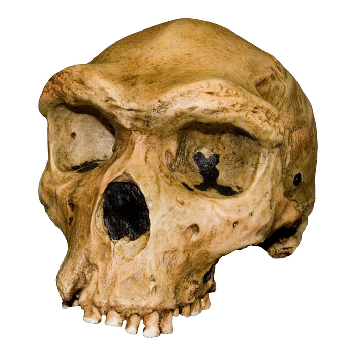 Replica Rhodesian Man Skull