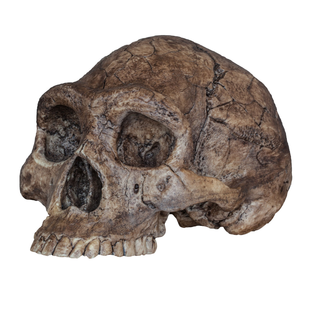 Replica Homo erectus (Economy Cranium) For Sale — Skulls
