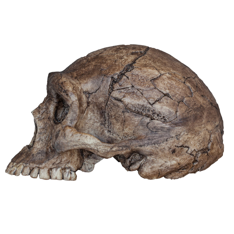 Replica Homo erectus Skull (Economy Cranium)