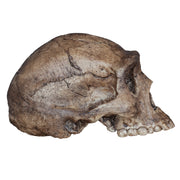 Replica Homo erectus Skull (Economy Cranium)