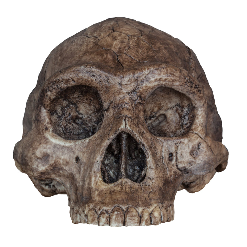 Replica Homo erectus Skull (Economy Cranium)