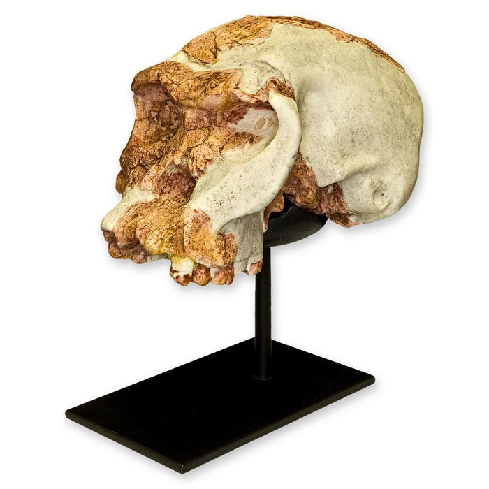 Replica OH 24 Skull