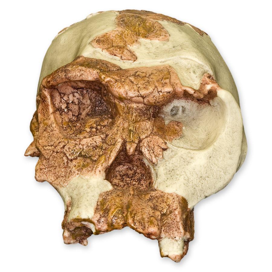 Replica OH 24 Skull For Sale — Skulls Unlimited International, Inc.