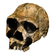 Replica Homo Ergaster KNM ER 3733 Skull