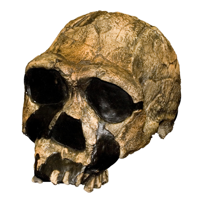 Replica Homo Ergaster KNM ER 3733 Skull
