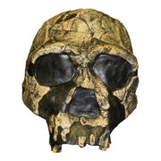 Replica Homo Ergaster KNM ER 3733 Skull