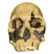 Replica KNM ER 1470 Skull