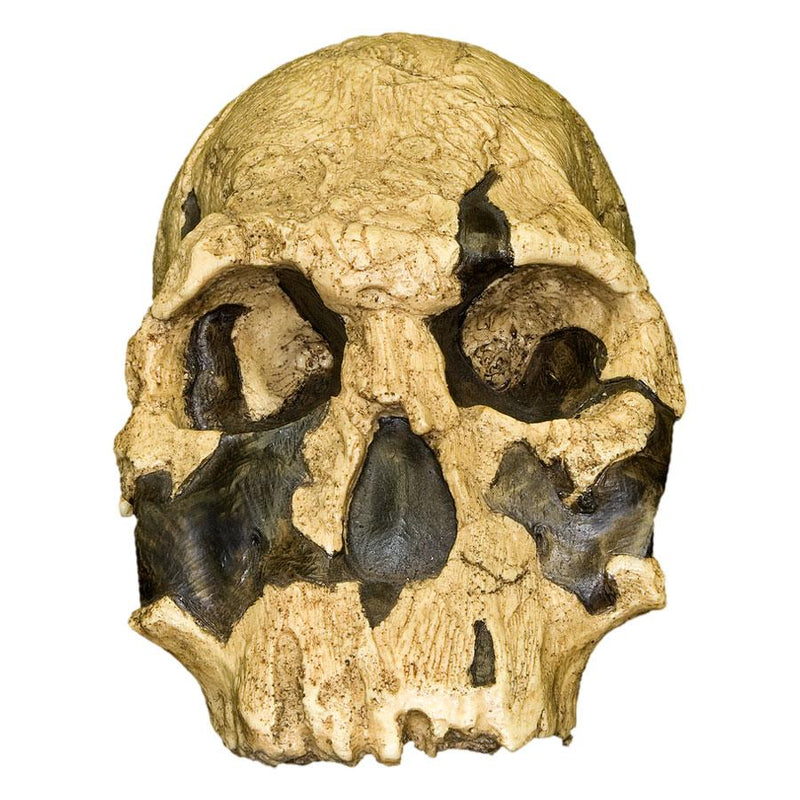 Replica KNM ER 1470 Skull