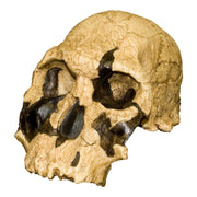 Replica KNM ER 1470 Skull