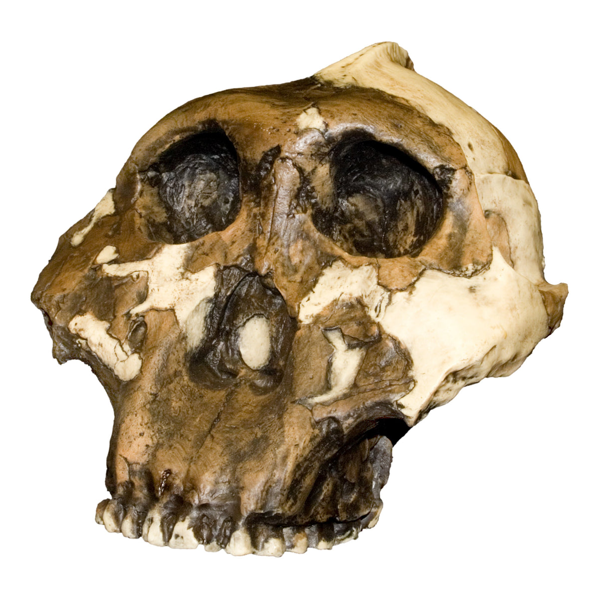 Replica Zinjanthropus OH-5 Skull For Sale — Skulls Unlimited