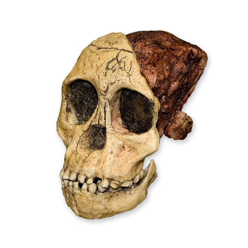 Replica Taung Child Skull (3 Pieces)