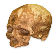 Replica Cro-Magnon 1 Skull