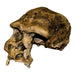 Replica Sangiran 17 Skull