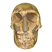 Replica La Ferassie Skull