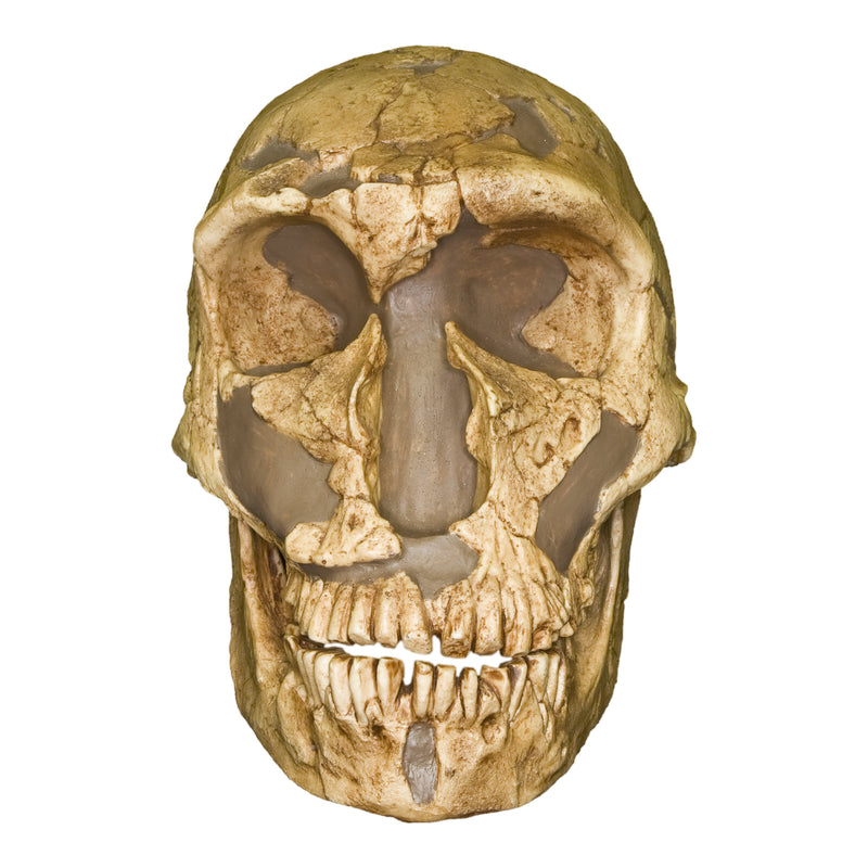 Replica La Ferassie Skull