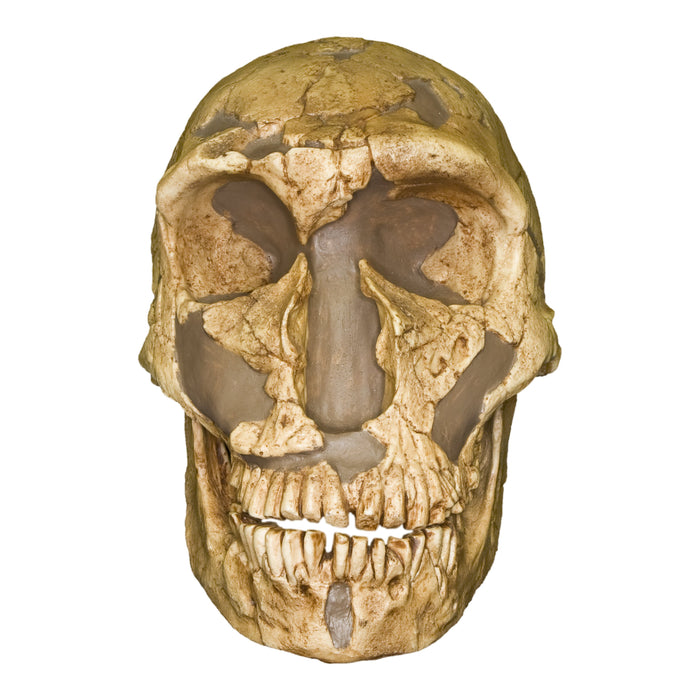 Replica La Ferassie Skull