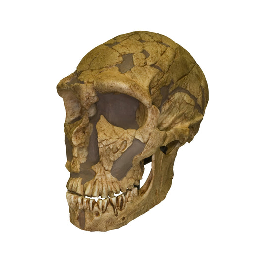 Replica La Ferassie Skull