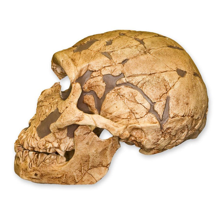 Replica La Ferassie Skull