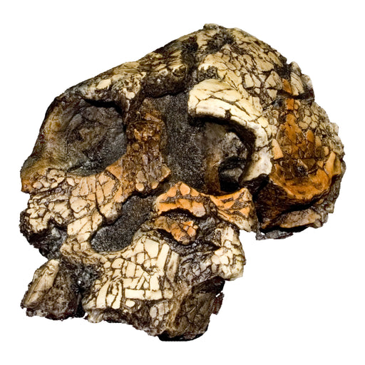 Replica Kenyanthropus Skull