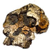 Replica Kenyanthropus Skull