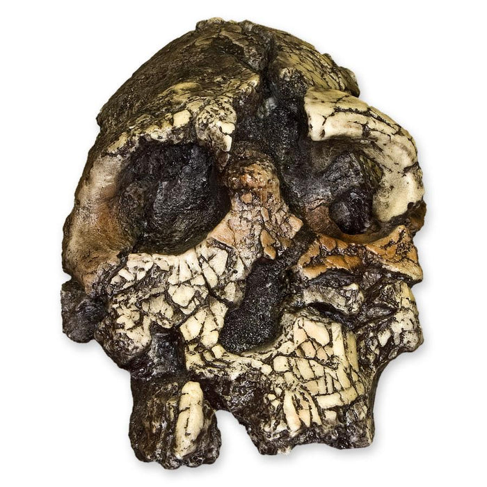 Replica Kenyanthropus Skull