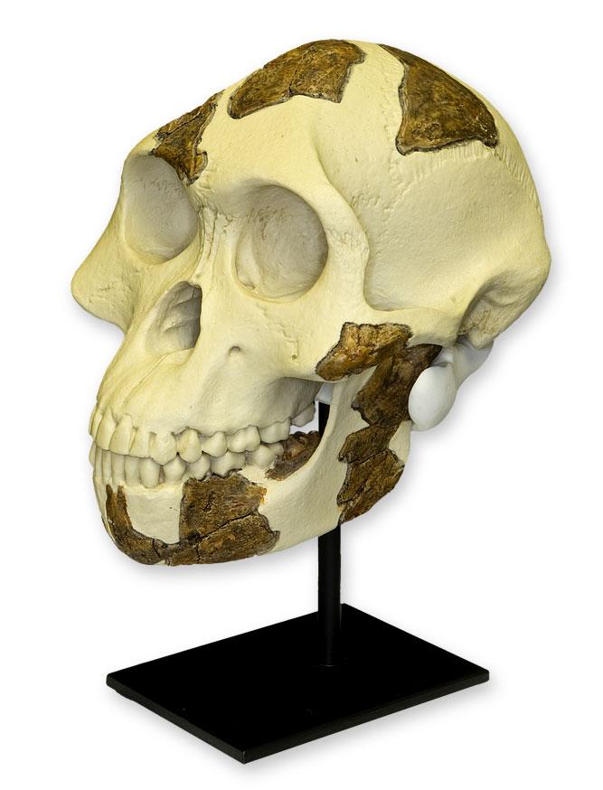 Replica Lucy Skull