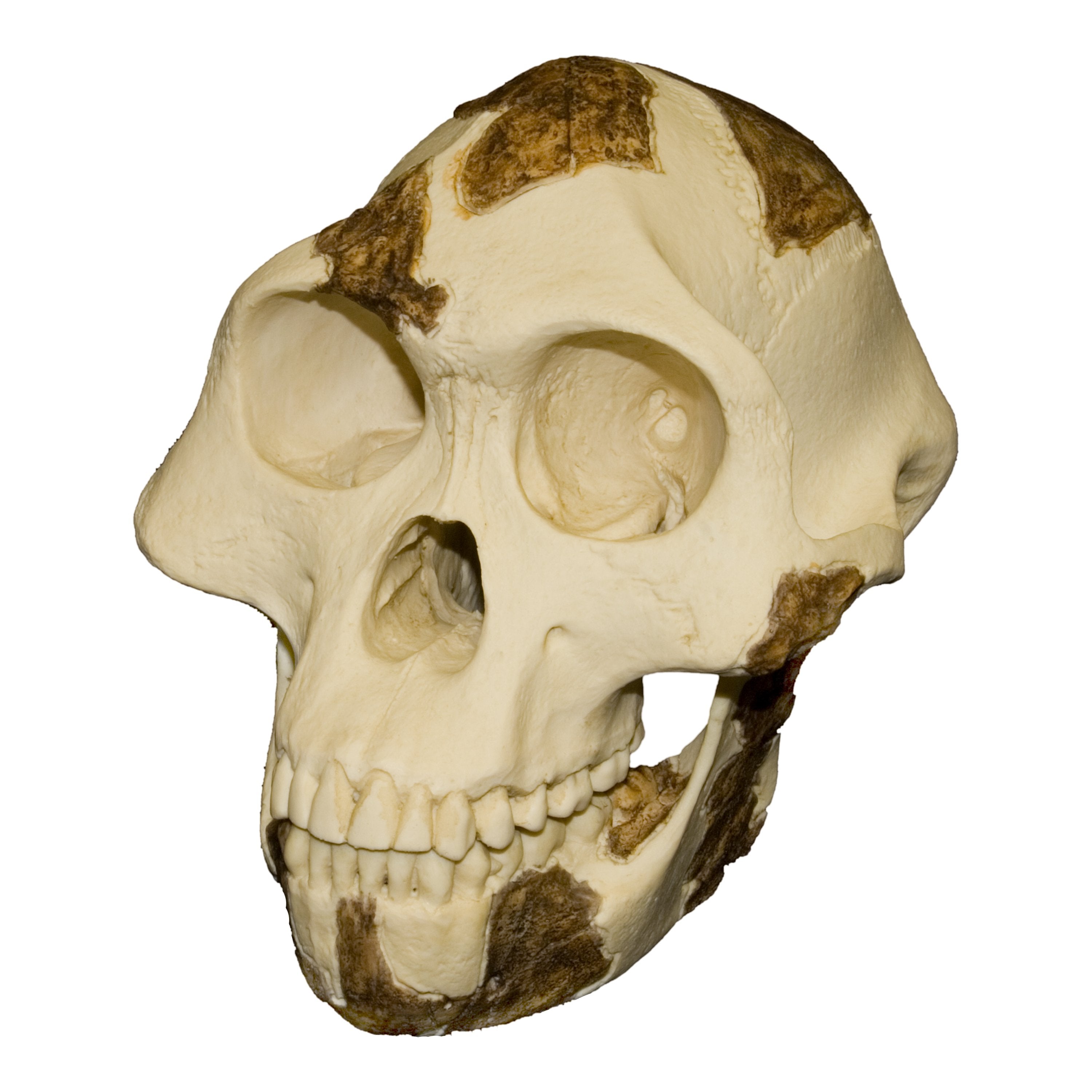 Replica Lucy Skull For Sale — Skulls Unlimited International, Inc.