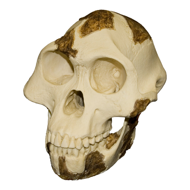 Replica Lucy Skull