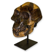 Replica Lucy Skull