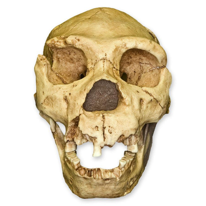 Replica Atapuerca 5 Skull