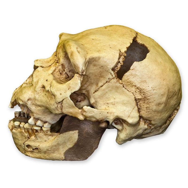 Replica Atapuerca 5 Skull