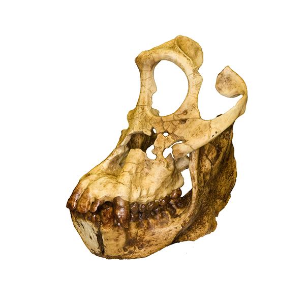 Replica Sivapithecus Skull
