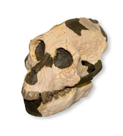 Replica Aegyptopithecus zeuxis Skull