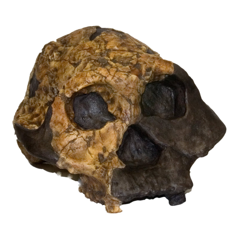Replica KNM ER 732 Skull - Female