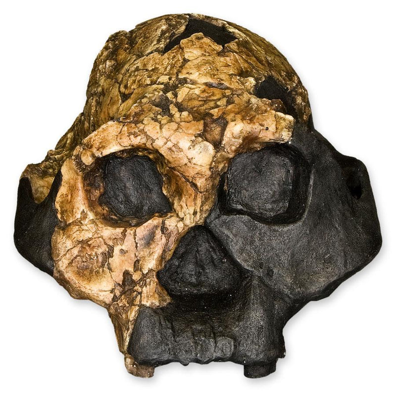 Replica KNM ER 732 Skull - Female